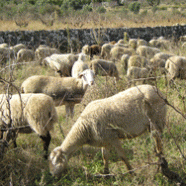 Sheep and goat firefighters