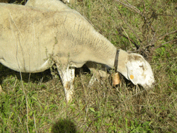 Refugio Marnes gaat ezels, geiten en schapen inzetten...