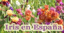 Iris Tuin