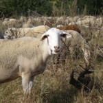 Ovejas