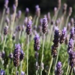 Lavendel Gaestehaus Spanien