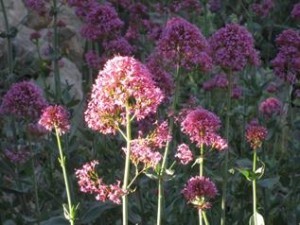 Alicante wanderurlaub, Baldrian Blumen