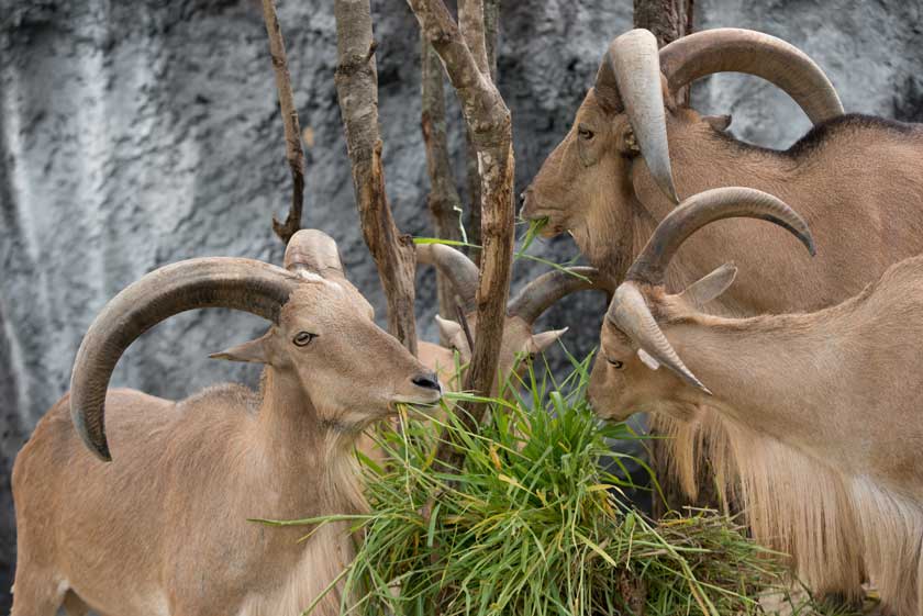 Wanderferien in Spanien, der Mähnenspringer