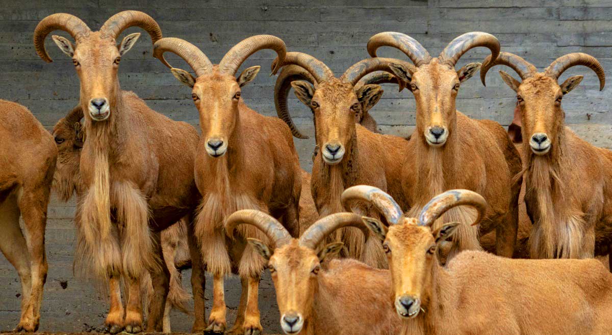 Das Mahnensch fauna an der Costa Blanca