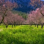 hiking holidays Spain, almonds in bloom, picture Max Getz Spain