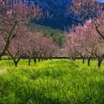 hiking holidays Spain, almonds in bloom, picture Max Getz Spain