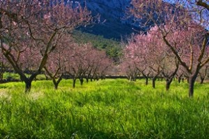 hiking holidays Spain, almonds in bloom, picture Max Getz Spain