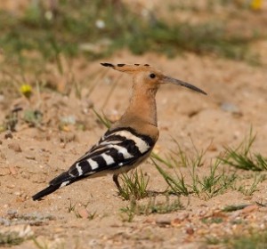 birding spain, the Hoopoo