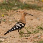 Birding Costa Blanca, Hoopo (Upupa epops)