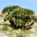 hiking in Spain, indigenous Palm tree