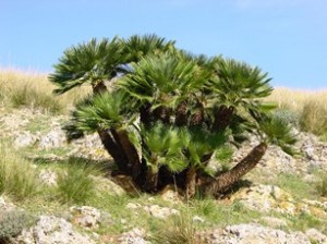 hiking in Spain, indigenous Palm tree