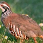 Birding breaks Spain, Red-legged partridge (Alectoris rufa)