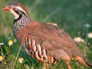 Birding breaks Spain, Red-legged partridge (Alectoris rufa)