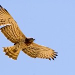 bird watching valencia spain, Short-toed eagle (Circaetus gallicus)