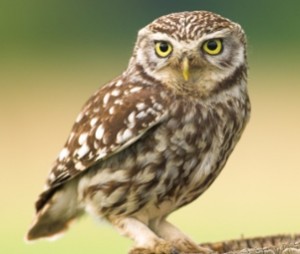 Birding in Spain, Little Owl