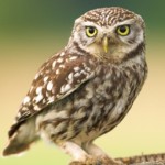 birds and birding spain the Little Owl (Athene noctua)