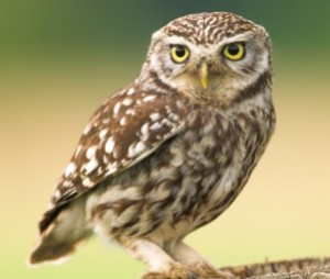birds and birding spain the Little Owl (Athene noctua)