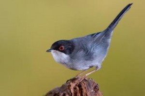 bird watching spain, Sardinian warbler (Sylvia melanocephala