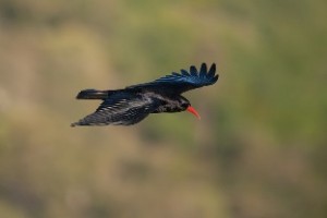 Birding Alicante, Red-billed chough 