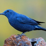 Bird watching Alicante, blue rock thrush