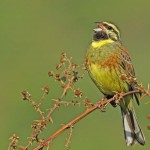Cirl bunting, bird observation Spain
