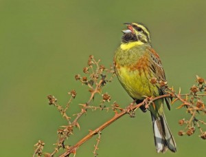 Cirl bunting, bird observation Spain