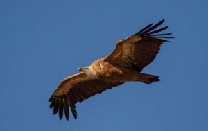 Alicante birding, the griffon vulture