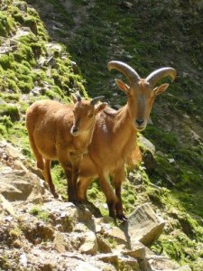 A barbary sheep seen during hiking tours Spain