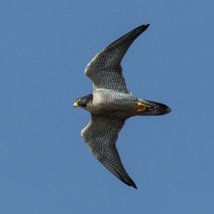 Peregrine Falcon an observation during birding Valencia