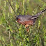 The dartford Warbler an observation during Costa Blanca birding