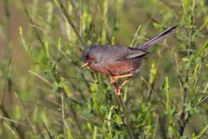 The dartford Warbler an observation during Costa Blanca birding