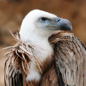 Alicante birding, the griffon vulture a great observation