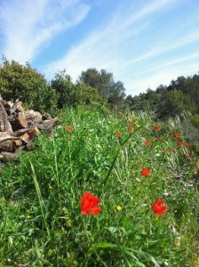 Hiking trip spain, nature on a Stroll arround Refugio Marnes