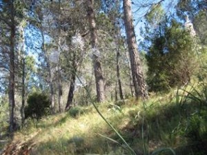 Hiking trip Spain, Marnes valley pines