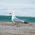 Birdwatching Spain, Audouin's Gull
