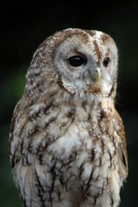 Birding Spain, Tawny owl