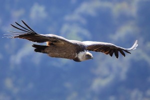 Hiking Spain Alicante, a griffon vulture