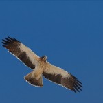 The booted eagle one of the many Spanish bird species