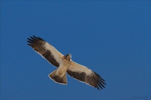 The booted eagle one of the many Spanish bird species