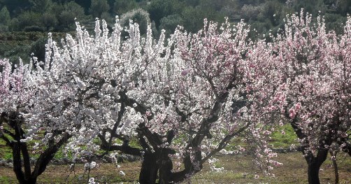 Village Costa Blanca, almonds in bloom