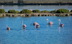 Birding site Alicante, Santa Pola Salinas