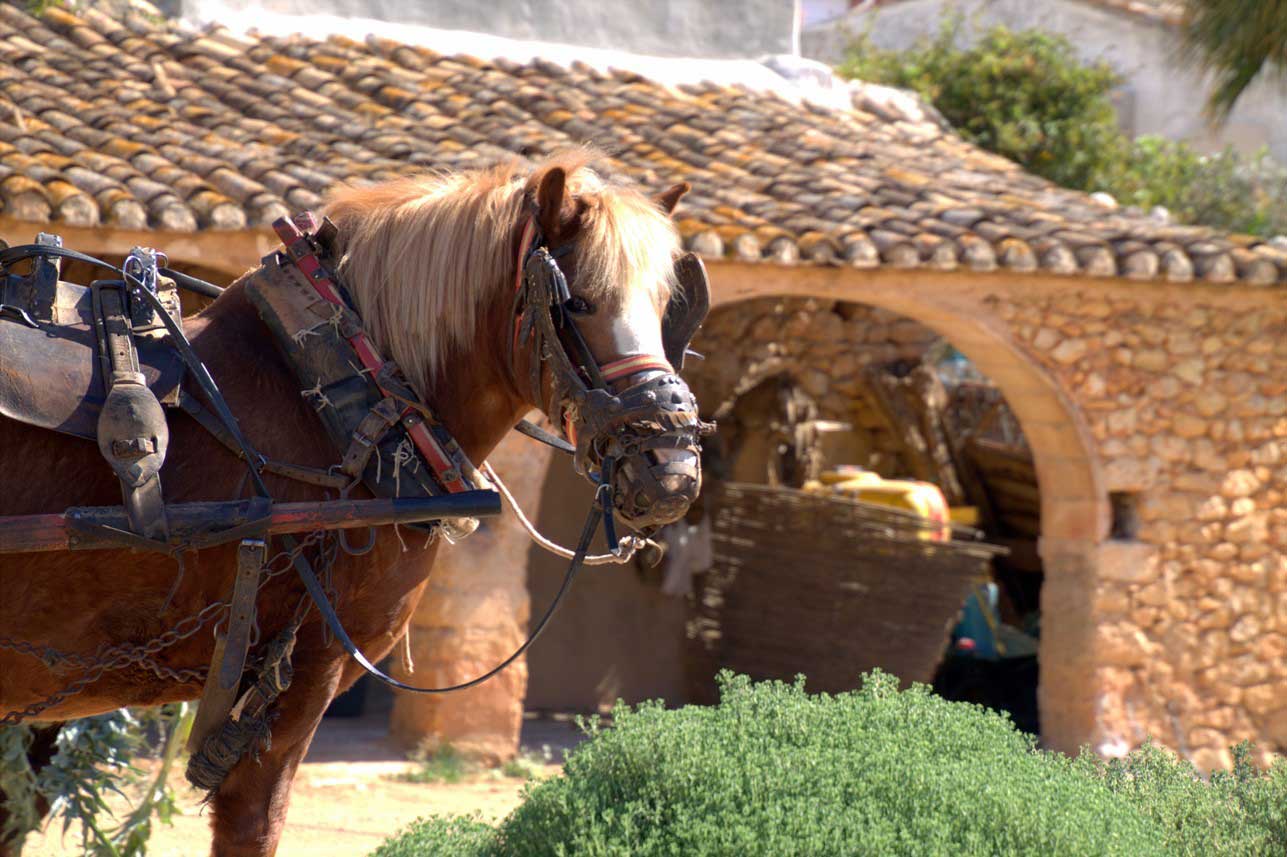 Costa Blanca, the rural Jalon Valley