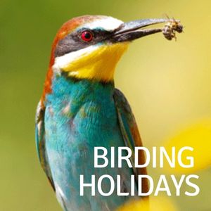 birding holidays spain
