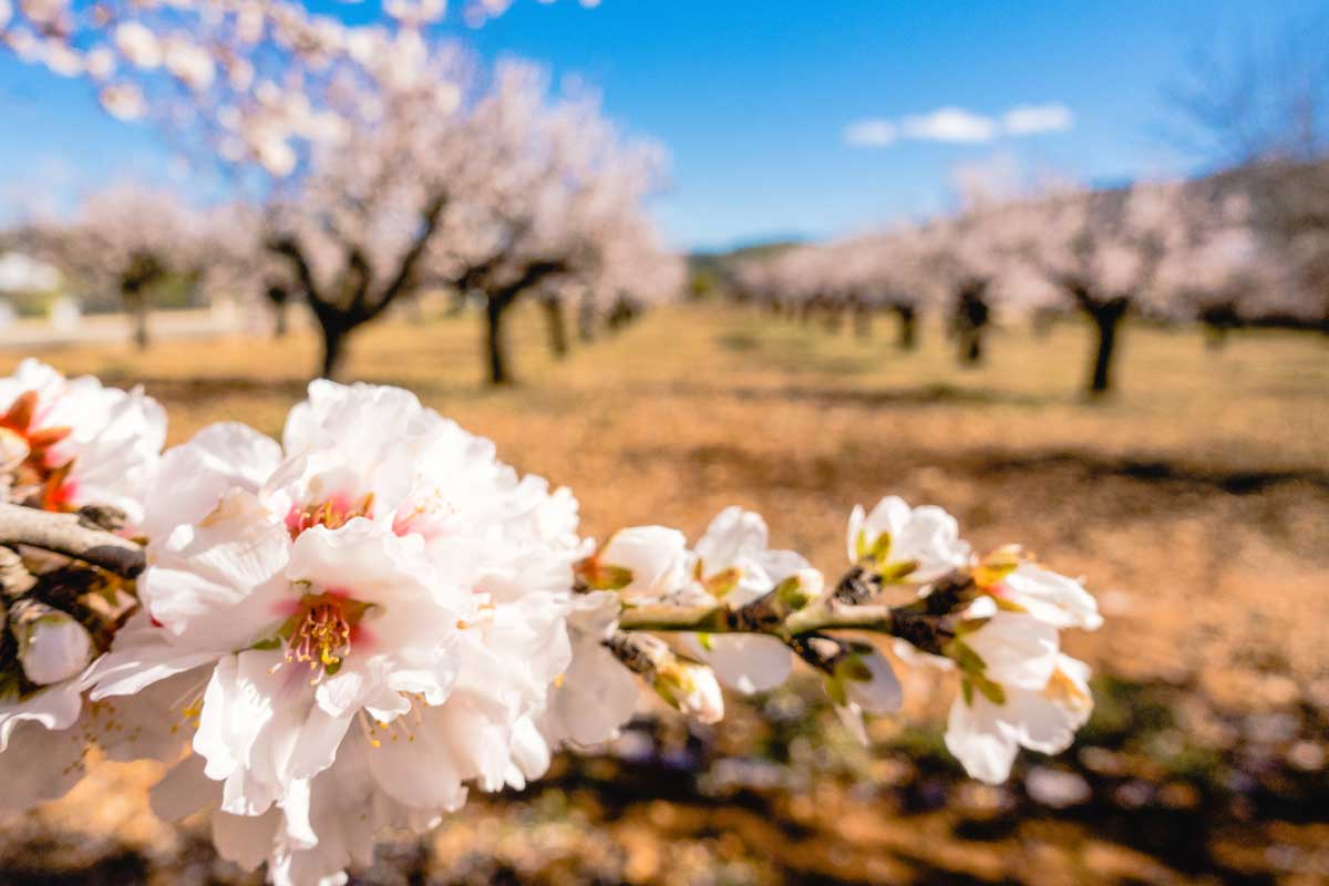 el valle de jalon en plena flor