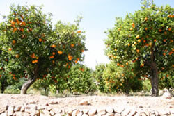 Orangen Anbau im nahe Alicante