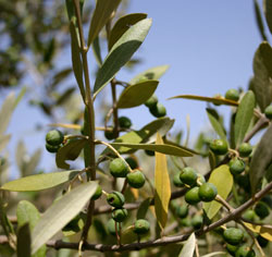 Oliven sind untrennbar mit Spanien
