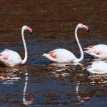 Vogelvakantie Spanje, Flamencos Calpe