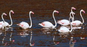 Vogelvakantie Spanje, Flamencos Calpe