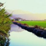 vogelreis spanje, la albufera