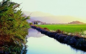 vogelreis spanje, la albufera